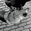 Dog and cobbles